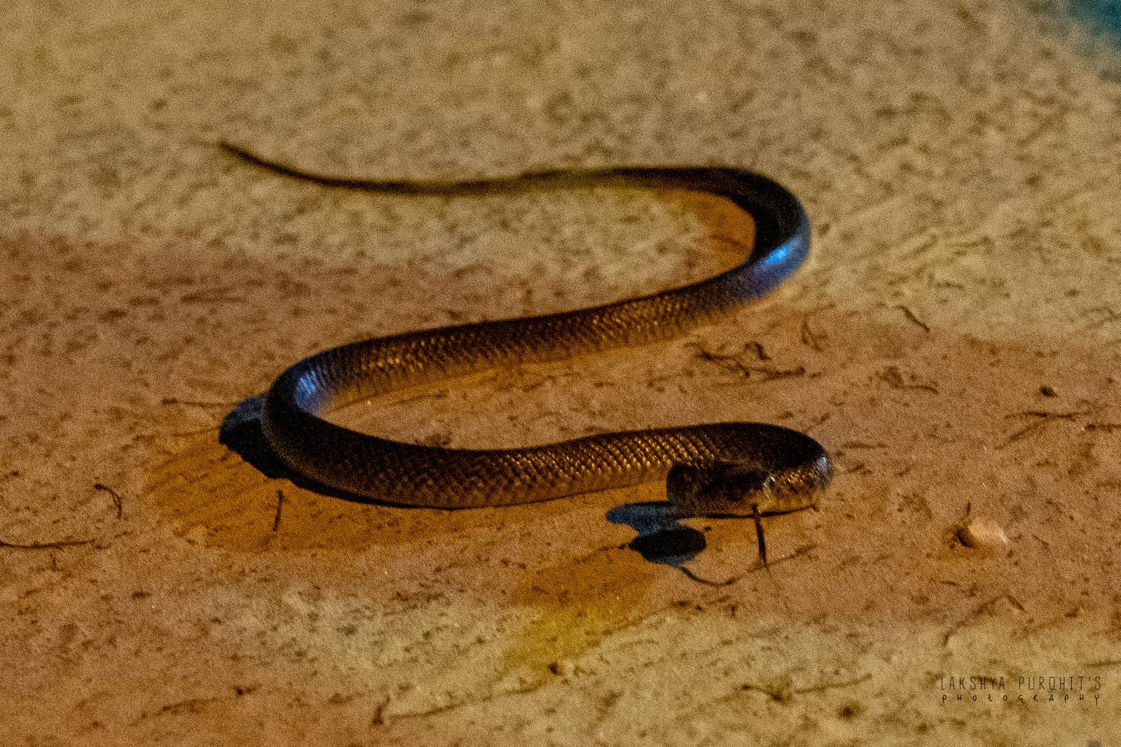 Wildlife Rescue / Snake Catcher Jaipur Rajasthan